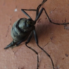 Boreoides subulatus at Narrabundah, ACT - 3 May 2020