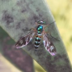 Austrosciapus connexus (Green long-legged fly) at Acton, ACT - 27 Nov 2018 by PeterA