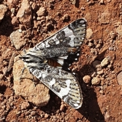 Apina callisto (Pasture Day Moth) at Hackett, ACT - 6 May 2020 by KMcCue