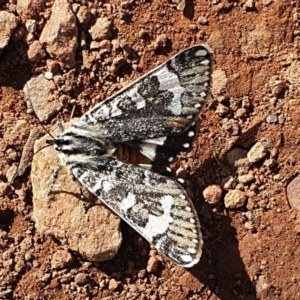 Apina callisto at Hackett, ACT - 6 May 2020