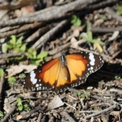 Danaus petilia (Lesser wanderer) at Hughes, ACT - 12 May 2020 by kieranh