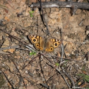 Junonia villida at Hughes, ACT - 12 May 2020