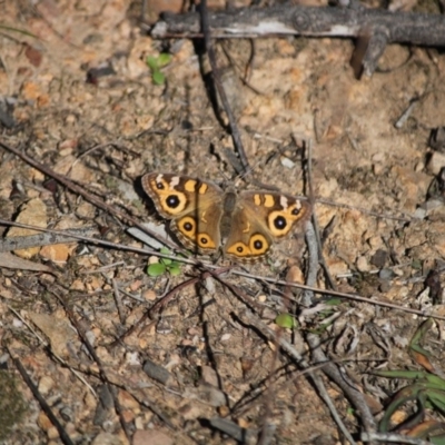 Junonia villida (Meadow Argus) at Red Hill to Yarralumla Creek - 12 May 2020 by kieranh