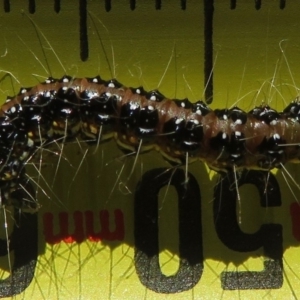 Uresiphita ornithopteralis at Narrabundah, ACT - 6 May 2020