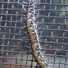 Uresiphita ornithopteralis at Narrabundah, ACT - 6 May 2020