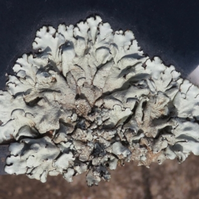 Parmeliaceae (family) (A lichen family) at Narrabundah, ACT - 4 May 2020 by RobParnell