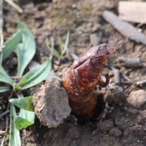 Hepialidae (family) at Red Hill, ACT - 3 May 2020