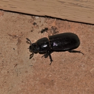 Aulacocyclus edentulus at Black Range, NSW - 29 Dec 2019