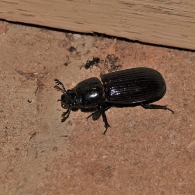 Aulacocyclus edentulus (Passalid beetle) at Black Range, NSW - 29 Dec 2019 by AndrewMcCutcheon