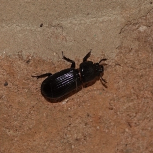 Aulacocyclus edentulus at Black Range, NSW - 29 Dec 2019