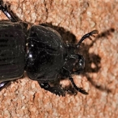 Aulacocyclus edentulus at Black Range, NSW - 29 Dec 2019 10:20 PM