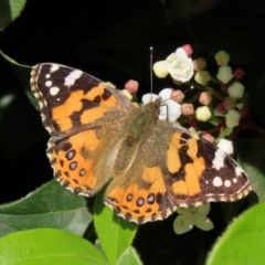 Vanessa kershawi (Australian Painted Lady) at Molonglo Valley, ACT - 12 May 2020 by RodDeb