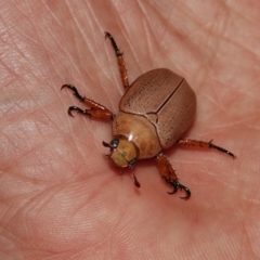 Anoplognathus pallidicollis (Cashew beetle) at Black Range, NSW - 29 Dec 2019 by AndrewMcCutcheon