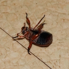 Anoplognathus pallidicollis at Black Range, NSW - 29 Dec 2019