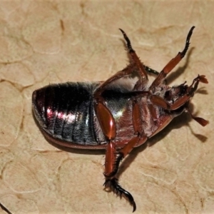 Anoplognathus pallidicollis at Black Range, NSW - 29 Dec 2019 09:39 PM