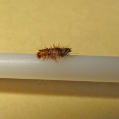 Anthrenus verbasci (Varied or Variegated Carpet Beetle) at Macarthur, ACT - 13 May 2020 by RodDeb