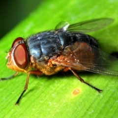 Calliphora sp. (genus) (Unidentified blowfly) at Acton, ACT - 10 Jan 2009 by Harrisi