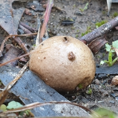 Bovista (A puffball) at Cook, ACT - 11 May 2020 by drakes