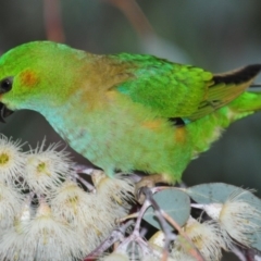 Parvipsitta porphyrocephala (Purple-crowned Lorikeet) at Cook, ACT - 16 Dec 2013 by Harrisi