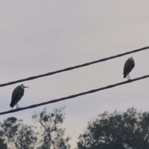 Egretta novaehollandiae at Bega, NSW - 13 May 2020