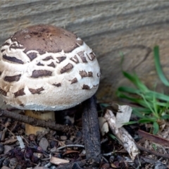 Chlorophyllum sp. at Holt, ACT - 13 May 2020 by Margo