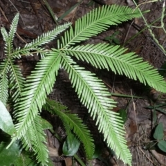 Sticherus flabellatus var. flabellatus (Umbrella Fern) at Pomona, QLD - 23 Aug 2013 by jenqld