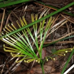 Schizaea dichotoma (Branched Comb Fern) at Tuchekoi National Park - 19 Aug 2013 by jenqld