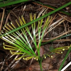 Schizaea dichotoma at Pomona, QLD - 20 Aug 2013