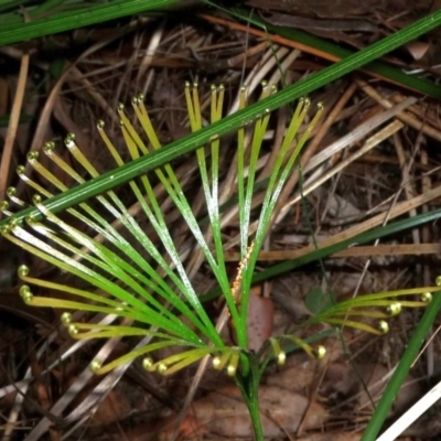 Schizaea dichotoma (Branched Comb Fern) at Tuchekoi National Park - 19 Aug 2013 by jenqld