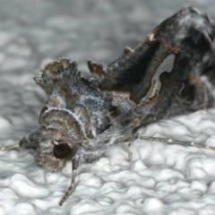 Chrysodeixis argentifera at Ainslie, ACT - 9 May 2020