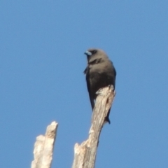 Artamus cyanopterus (Dusky Woodswallow) at Greenway, ACT - 22 Jan 2020 by michaelb