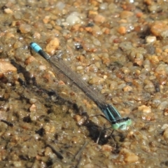 Ischnura heterosticta (Common Bluetail Damselfly) at Bullen Range - 22 Jan 2020 by michaelb