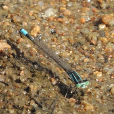 Ischnura heterosticta (Common Bluetail Damselfly) at Greenway, ACT - 22 Jan 2020 by MichaelBedingfield