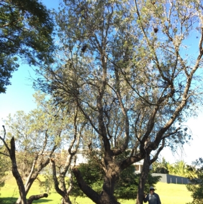 Banksia integrifolia subsp. integrifolia (Coast Banksia) at North Tura - 13 May 2020 by Carine