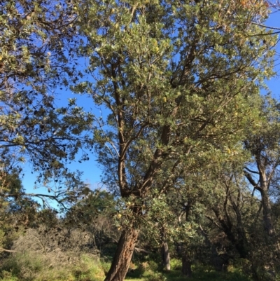 Banksia integrifolia subsp. integrifolia (Coast Banksia) at North Tura - 13 May 2020 by Carine
