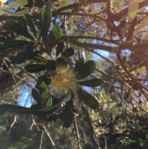 Banksia integrifolia subsp. integrifolia at North Tura - 13 May 2020 02:42 PM