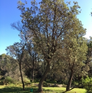 Banksia integrifolia subsp. integrifolia at North Tura - 13 May 2020