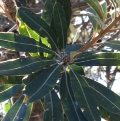 Banksia integrifolia subsp. integrifolia at North Tura - 13 May 2020 02:39 PM