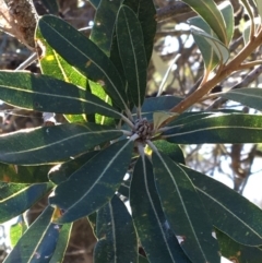 Banksia integrifolia subsp. integrifolia at North Tura - 13 May 2020