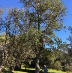 Banksia integrifolia subsp. integrifolia (Coast Banksia) at Tura Beach, NSW - 13 May 2020 by Carine