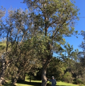 Banksia integrifolia subsp. integrifolia at North Tura - 13 May 2020 02:37 PM