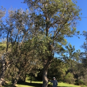 Banksia integrifolia subsp. integrifolia at North Tura - 13 May 2020