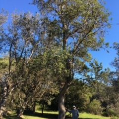 Banksia integrifolia subsp. integrifolia (Coast Banksia) at North Tura Coastal Reserve - 13 May 2020 by Carine