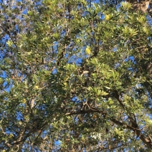 Banksia integrifolia subsp. integrifolia at North Tura - 13 May 2020