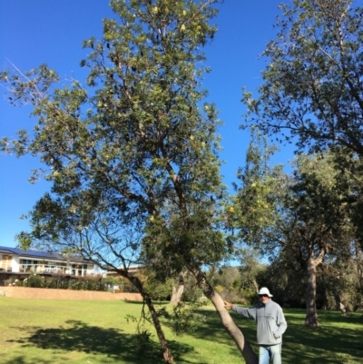 Banksia integrifolia subsp. integrifolia (Coast Banksia) at North Tura Coastal Reserve - 13 May 2020 by Carine