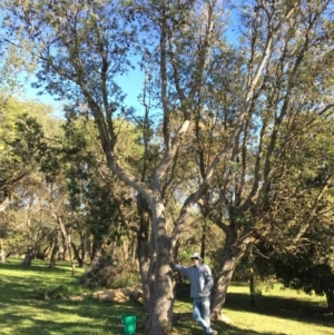 Banksia integrifolia subsp. integrifolia at North Tura - 13 May 2020