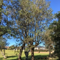 Banksia integrifolia subsp. integrifolia (Coast Banksia) at Tura Beach, NSW - 13 May 2020 by Carine