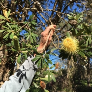 Banksia integrifolia subsp. integrifolia at Tura Beach, NSW - 13 May 2020