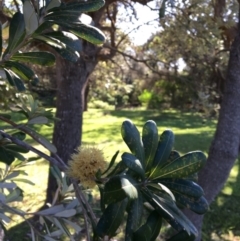 Banksia integrifolia subsp. integrifolia at North Tura - 13 May 2020 02:26 PM