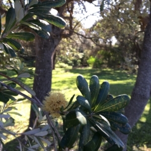 Banksia integrifolia subsp. integrifolia at North Tura - 13 May 2020 02:26 PM